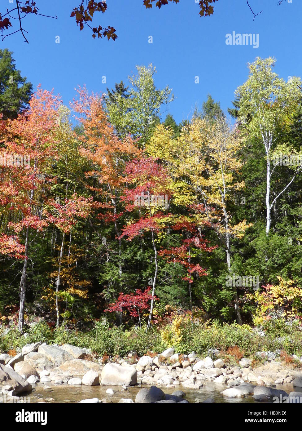 New England foliage Stock Photo Alamy