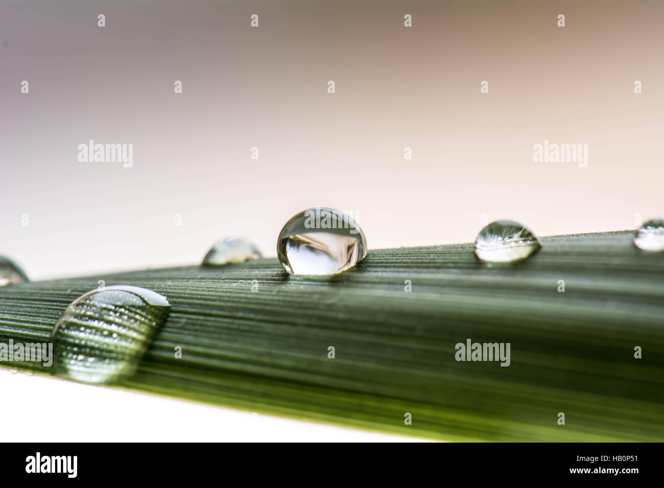macro water drop on green leaf with bokeh background Stock Photo - Alamy