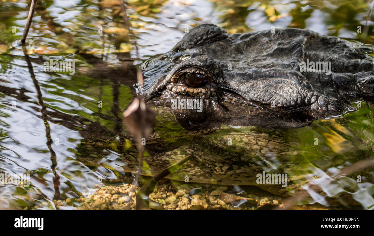 Alligator (Alligator mississippiensis) Eye, Everglades National Park, Florida Stock Photo