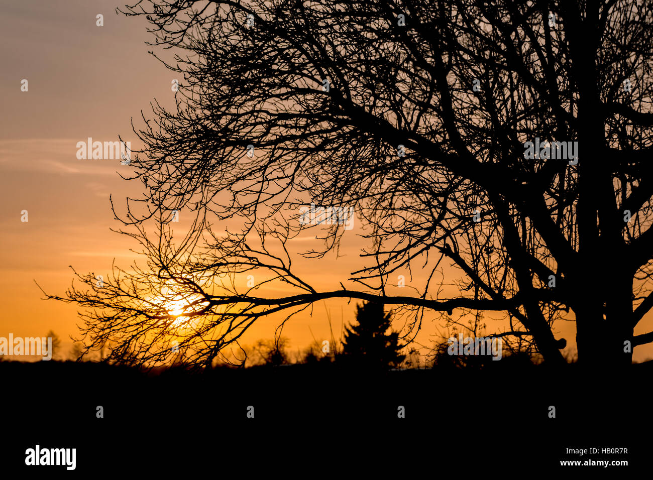 Thin branches in front of warm sunset Stock Photo