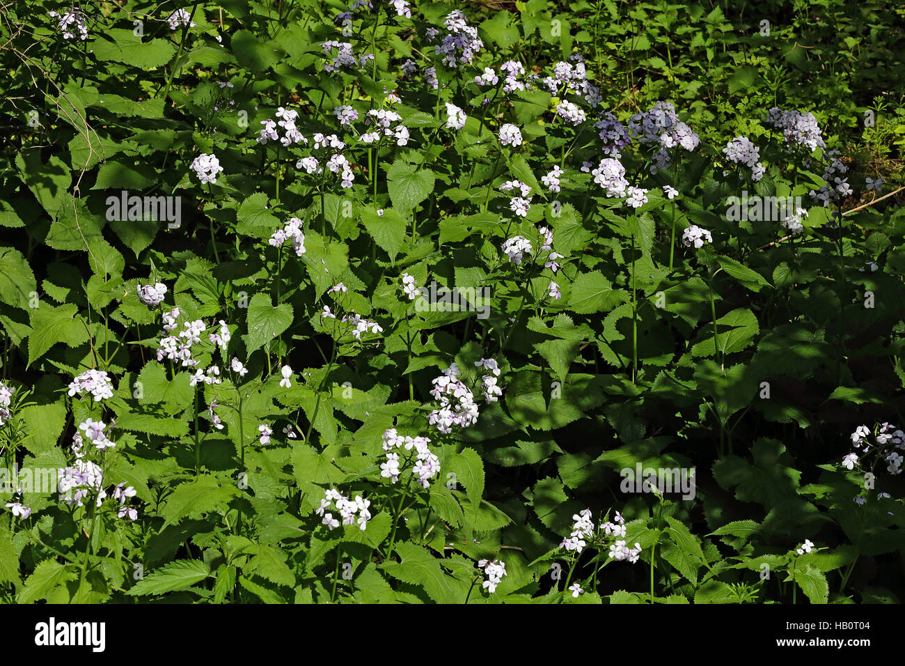 Perennial honesty, Lunaria rediviva Stock Photo