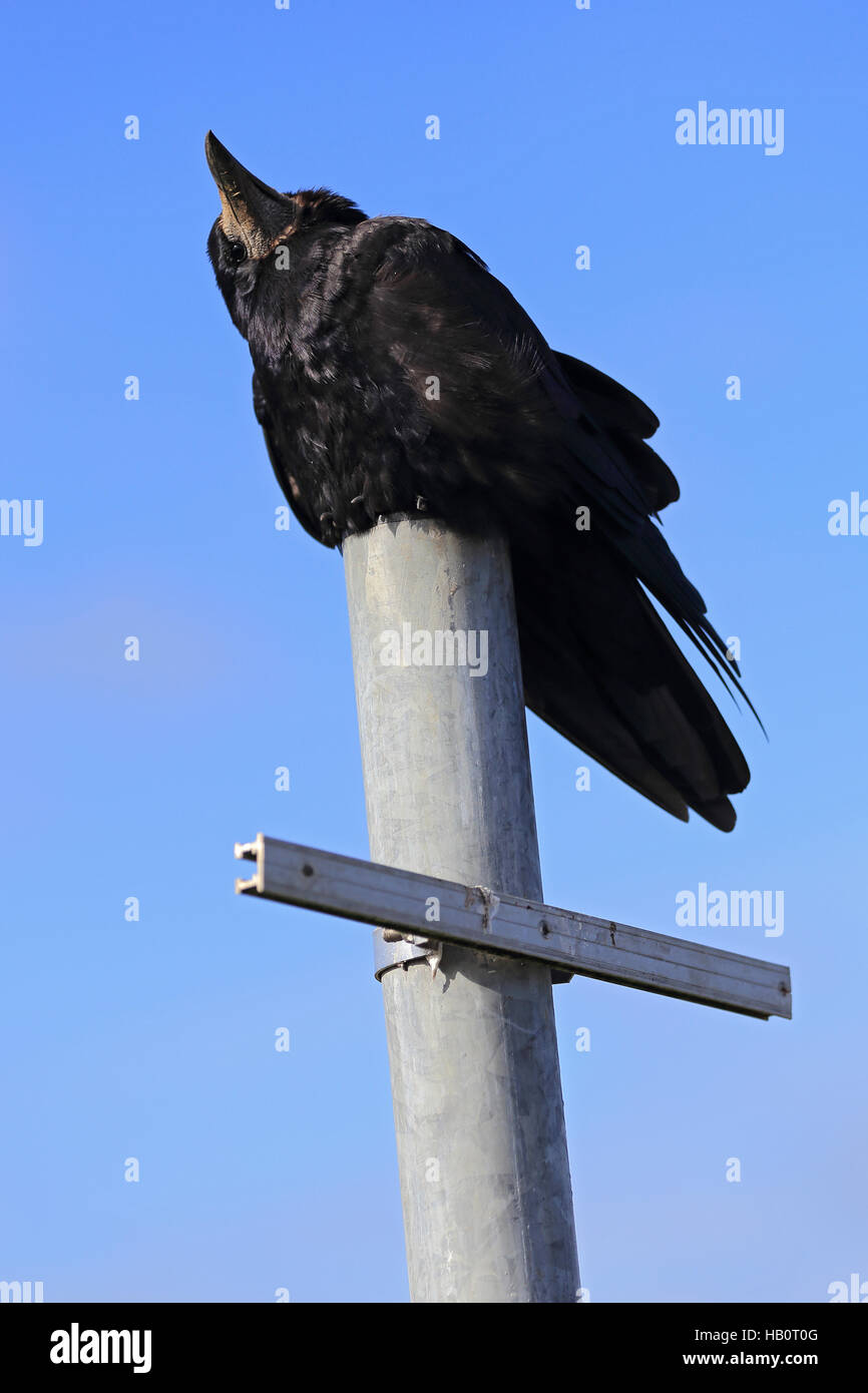 Corvus frugilegus, Rook Stock Photo