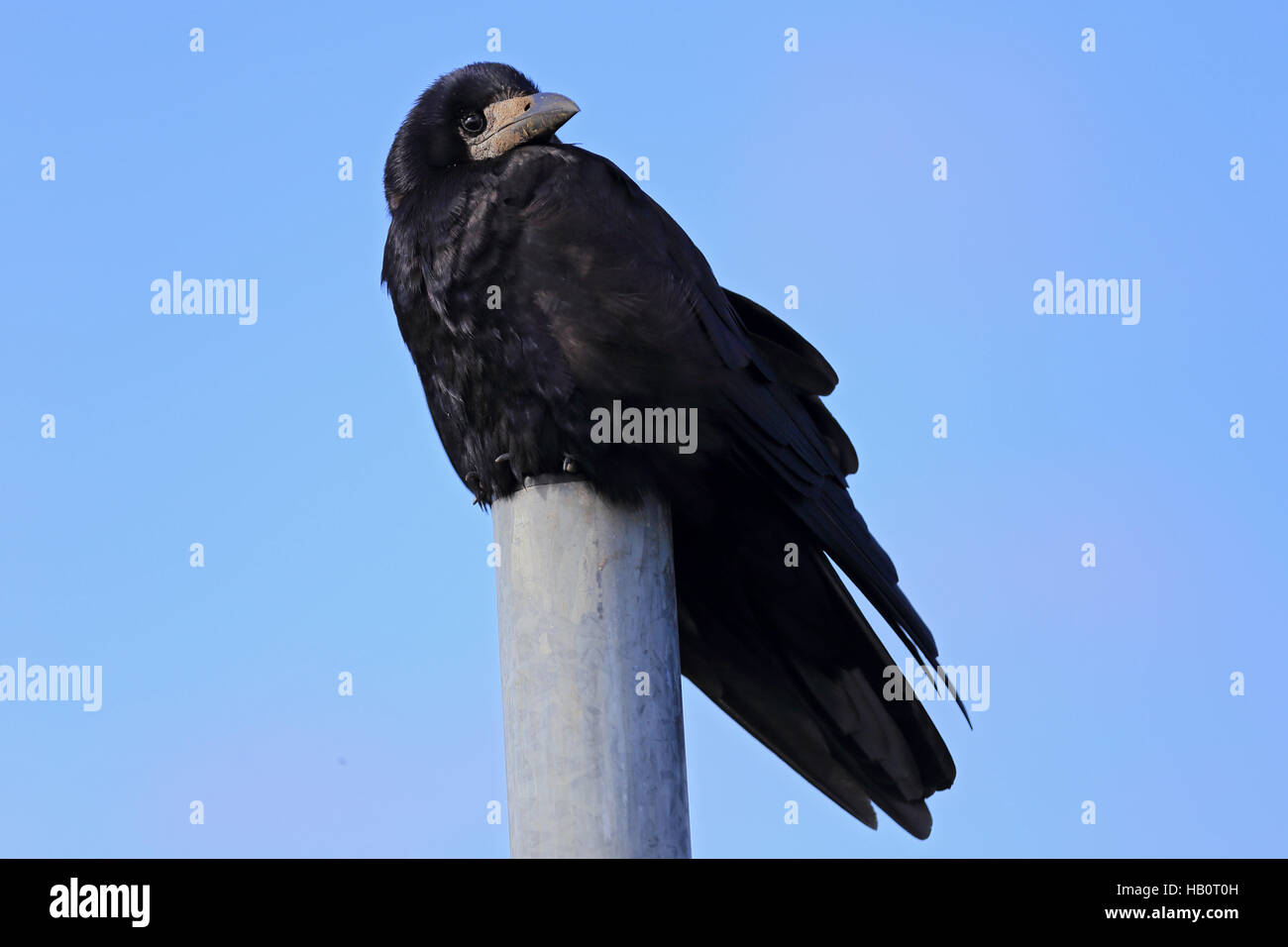 Corvus frugilegus, Rook Stock Photo