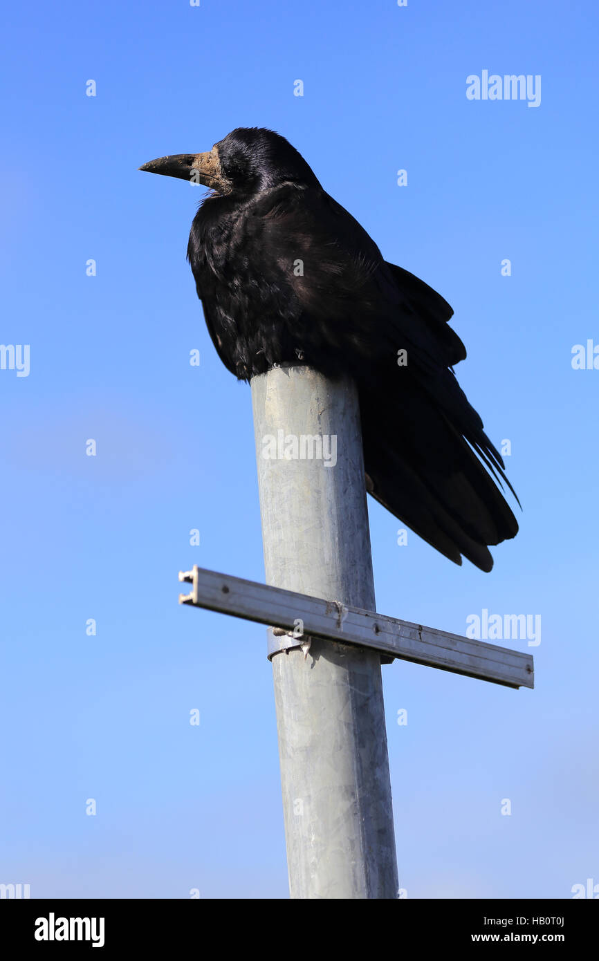 Corvus frugilegus, Rook Stock Photo