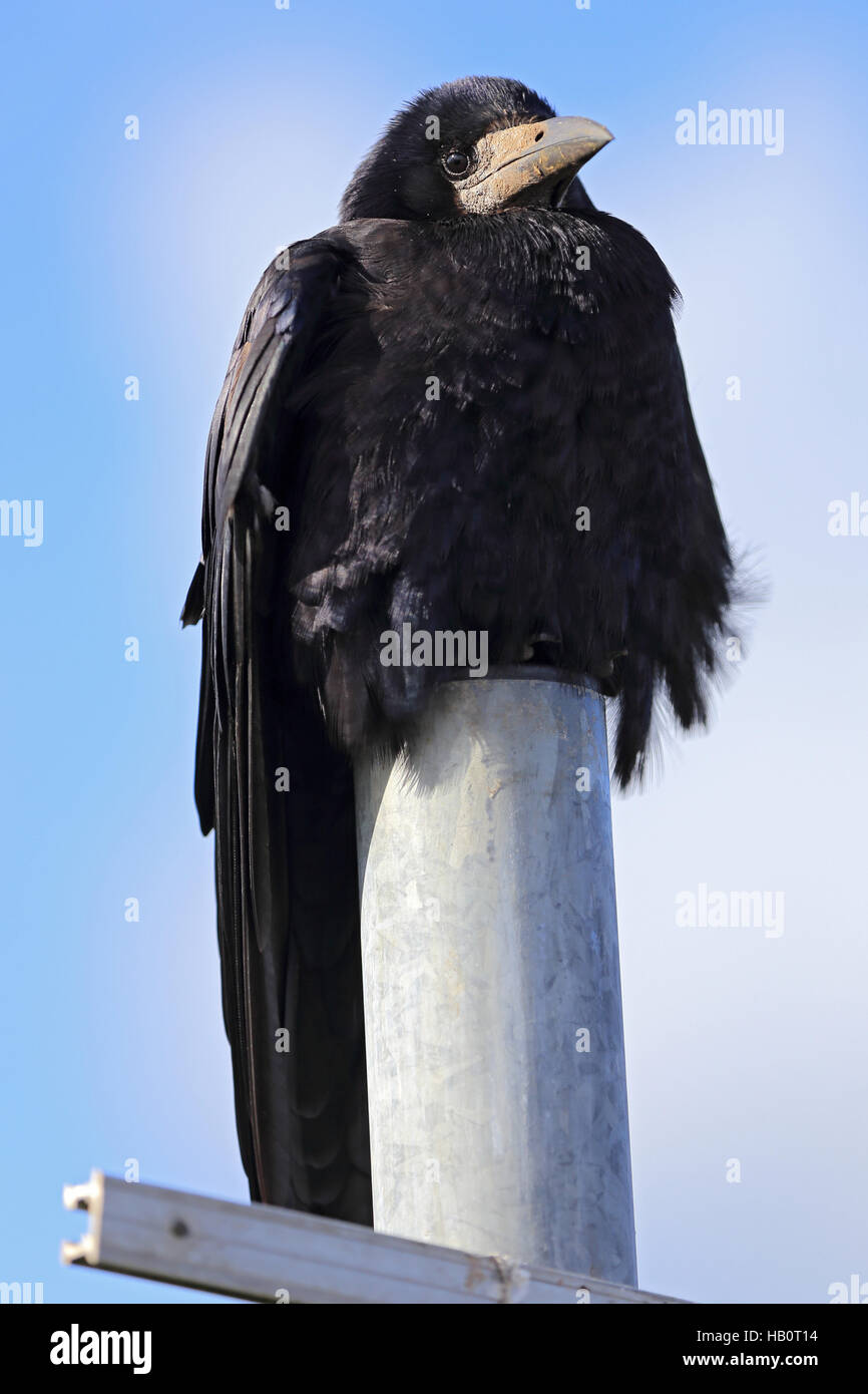 Corvus frugilegus, Rook Stock Photo