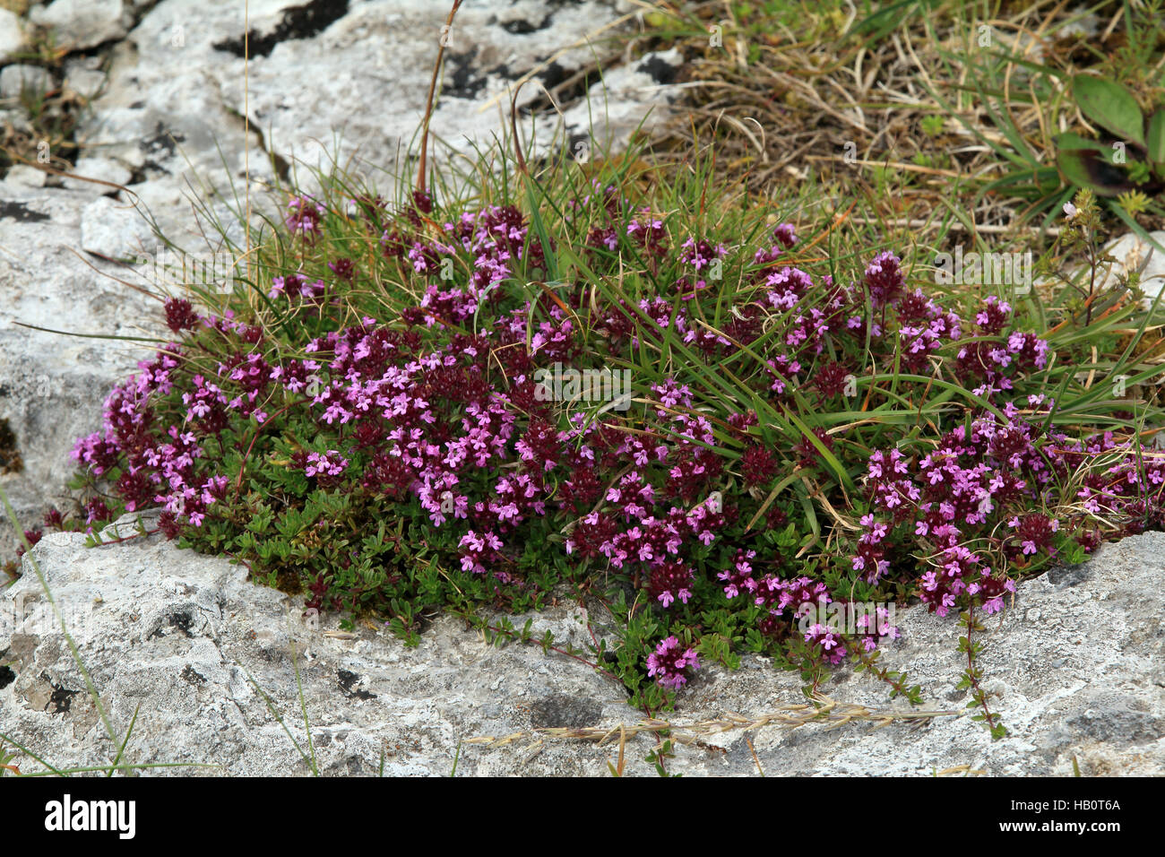 Broad-leaved Thyme, Thymus pulegioides Stock Photo