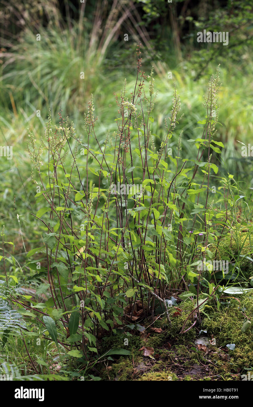 Woodland Germander, Teurium scorodonia Stock Photo