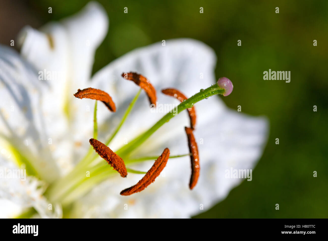 White lily wallpaper hi-res stock photography and images - Alamy