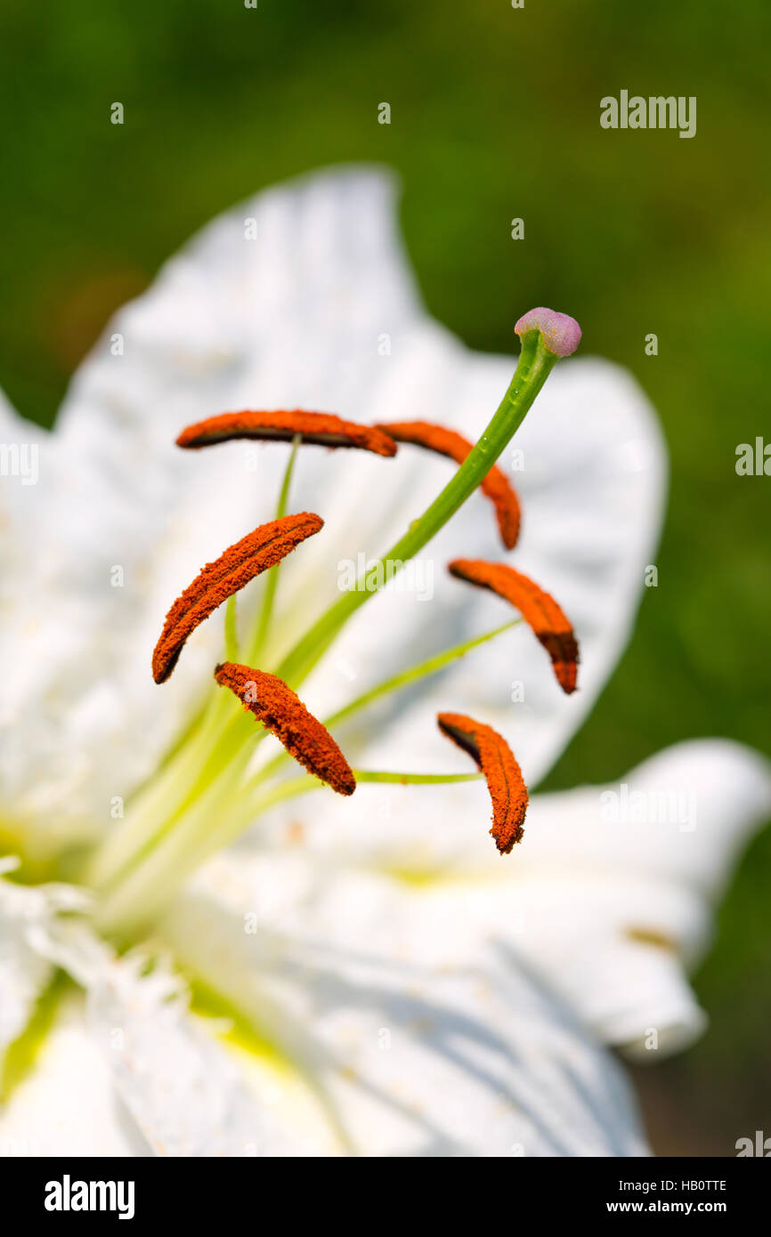 lily-white-hi-res-stock-photography-and-images-alamy