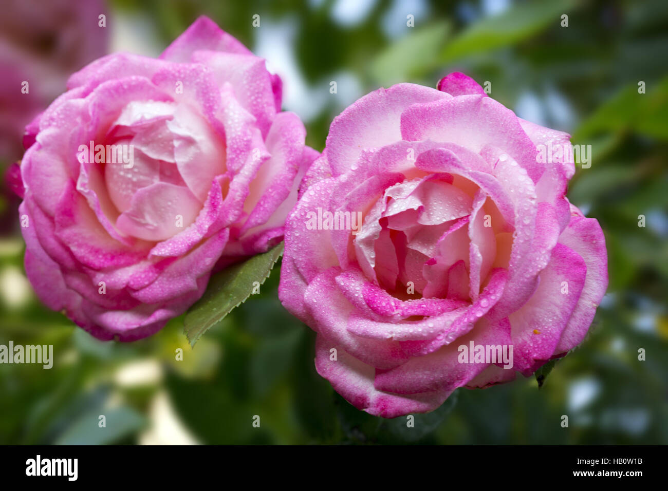 Beautiful pink rose in a garden Stock Photo - Alamy