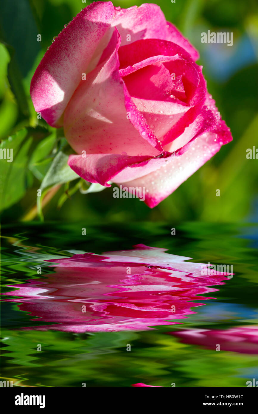 Beautiful pink rose in a garden Stock Photo - Alamy