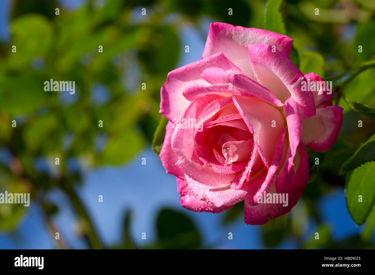 Beautiful pink rose in a garden Stock Photo - Alamy