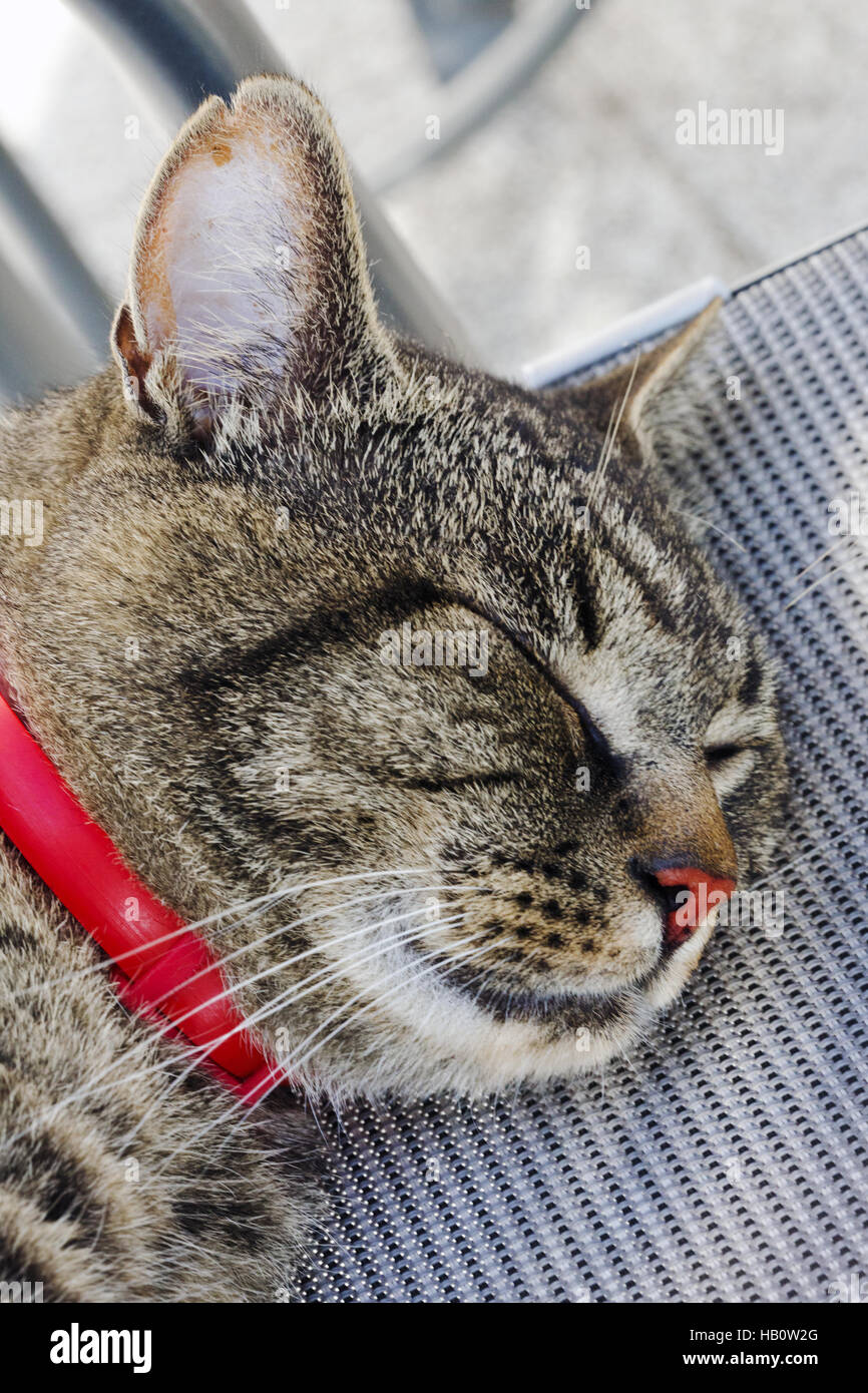 Closeup of sleeping cat face  . Stock Photo