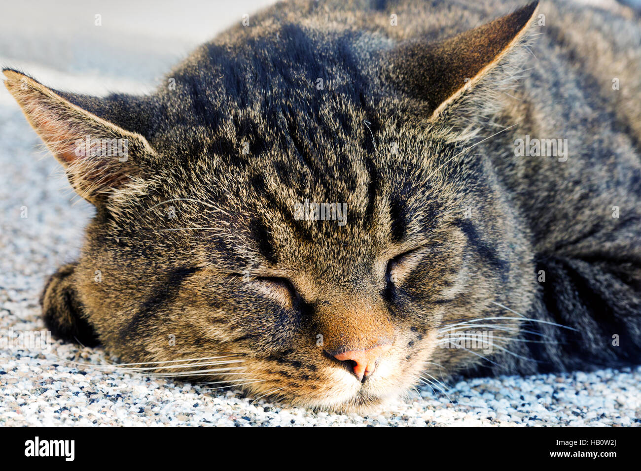 Closeup of sleeping cat face  . Stock Photo