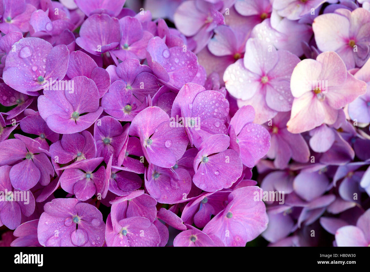 Pink hydrangea flowers background Stock Photo - Alamy