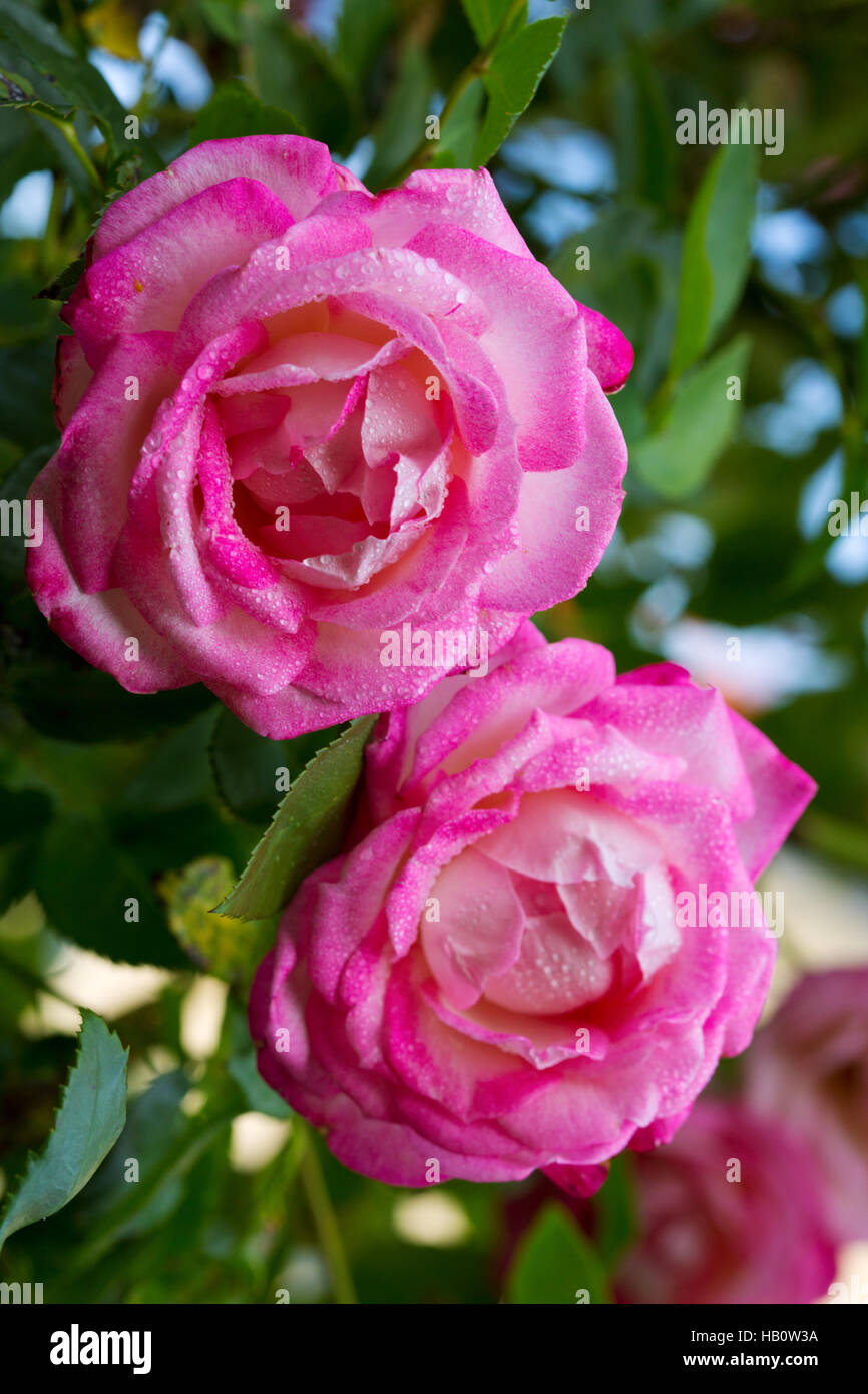 Beautiful pink rose in a garden Stock Photo - Alamy