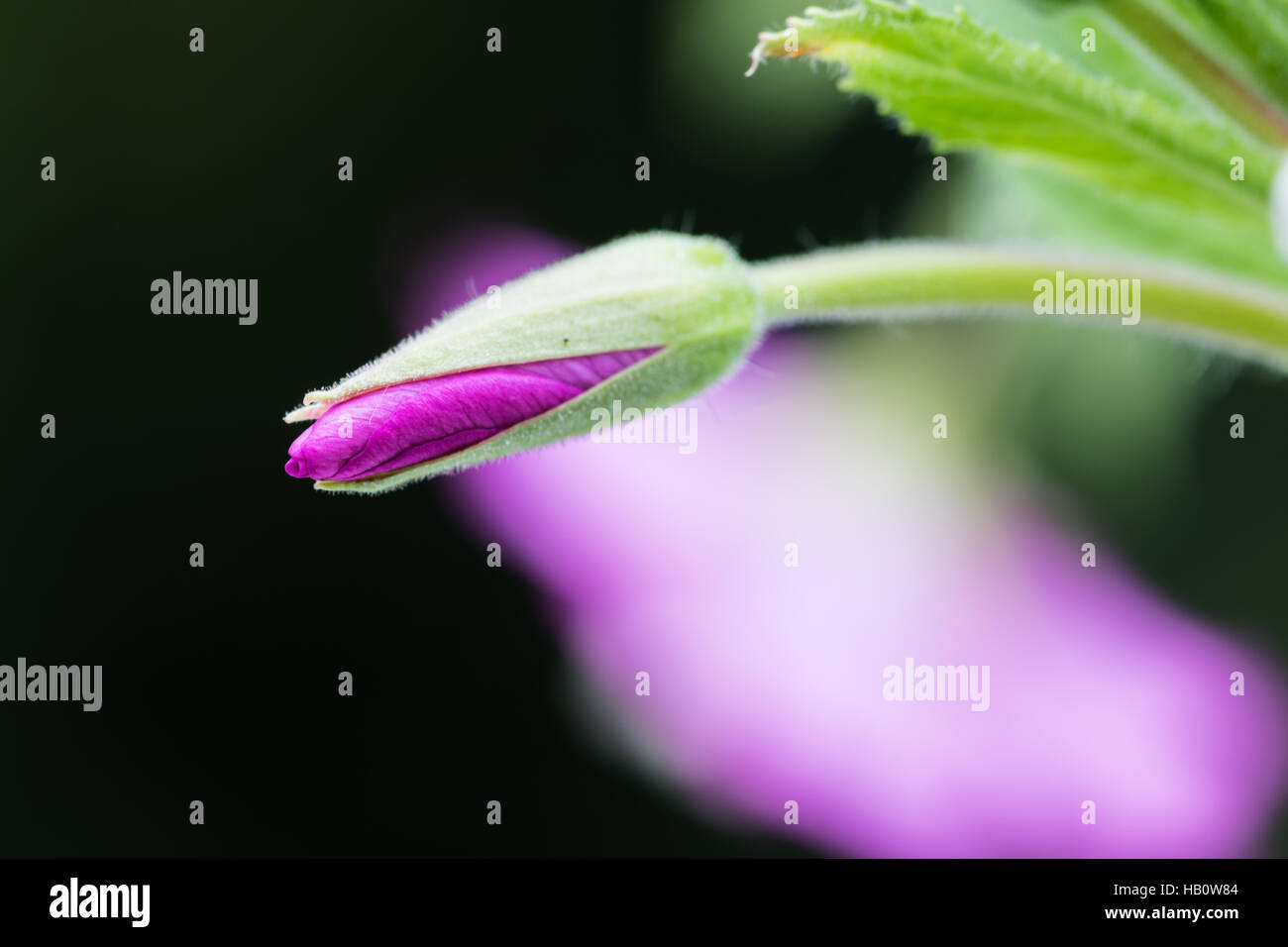 Epilobium hirsutum Stock Photo