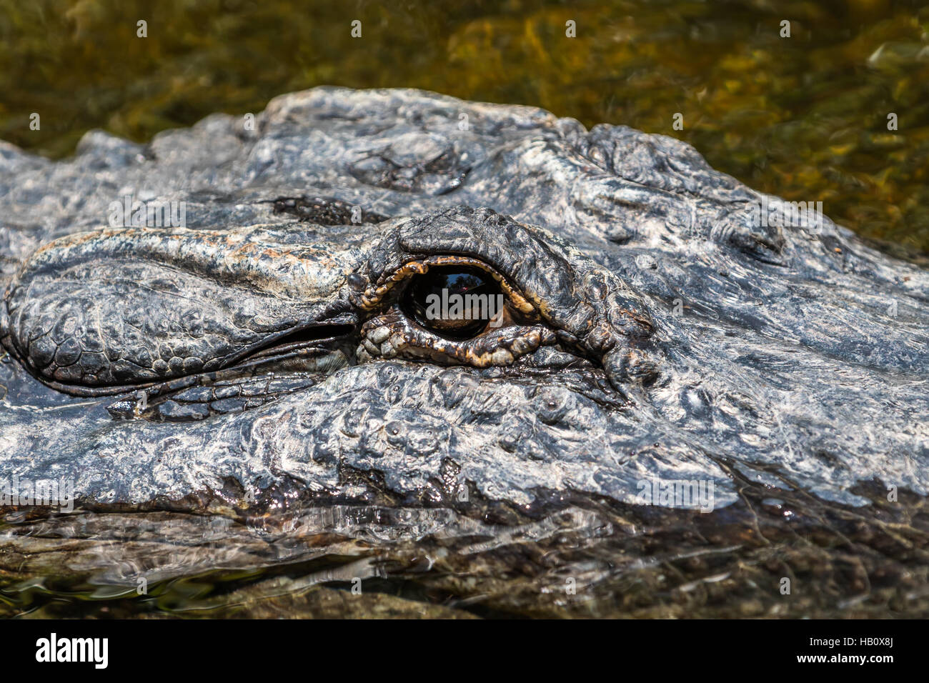 Alligator (Alligator mississippiensis) Eye, Big Cypress National Preserve, Florida Stock Photo
