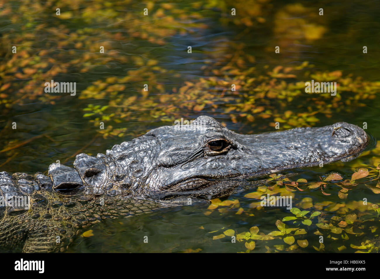 Alligator (Alligator mississippiensis) Swimming, Big Cypress National ...