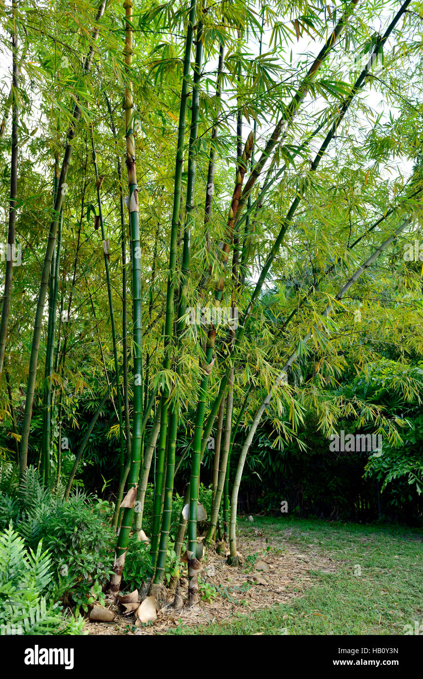 Giant bamboo in botanical gardens of the Edison & Ford Winter Estates in Fort Myers Florida Stock Photo