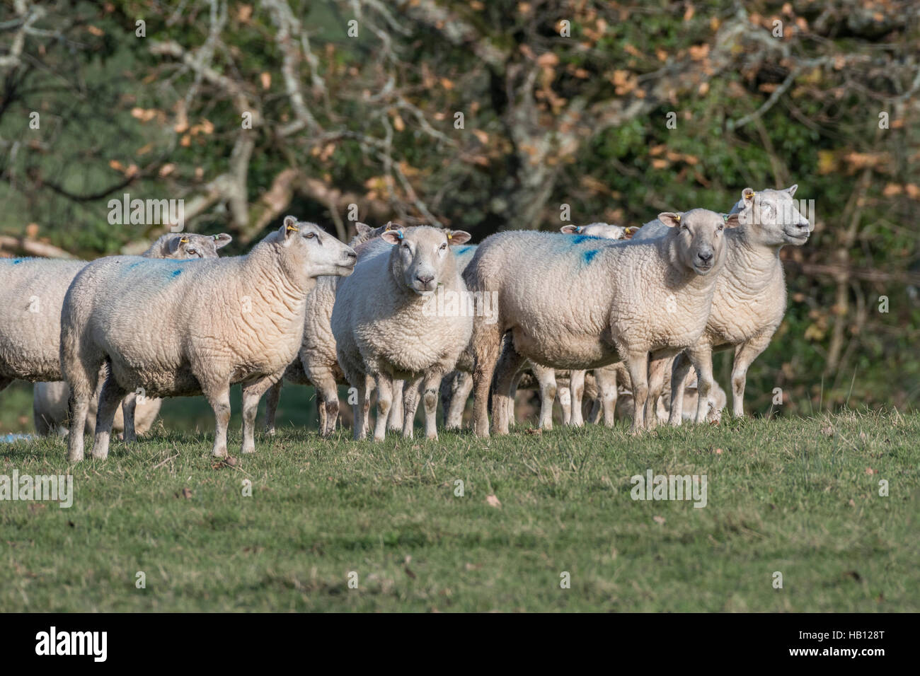 Small part of a flock of Texel-Suffolk crossed sheep. As potential metaphor for herd instinct, sheep-like, customers, and food. Parody of group think. Stock Photo