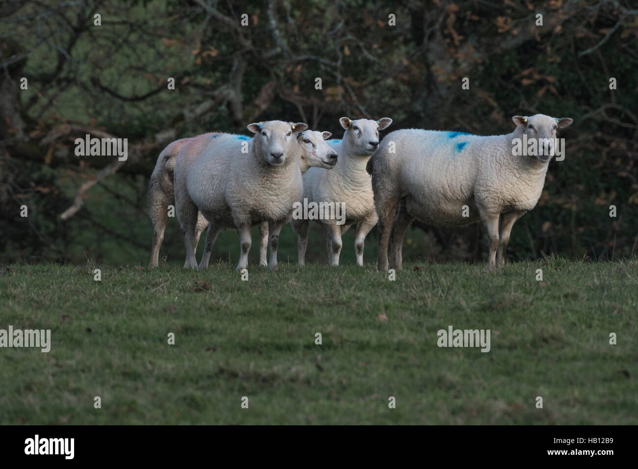 Small part of a flock of Texel-Suffolk crossed sheep. As potential metaphor for herd instinct, sheep-like, customers, and food. Parody of group think. Stock Photo