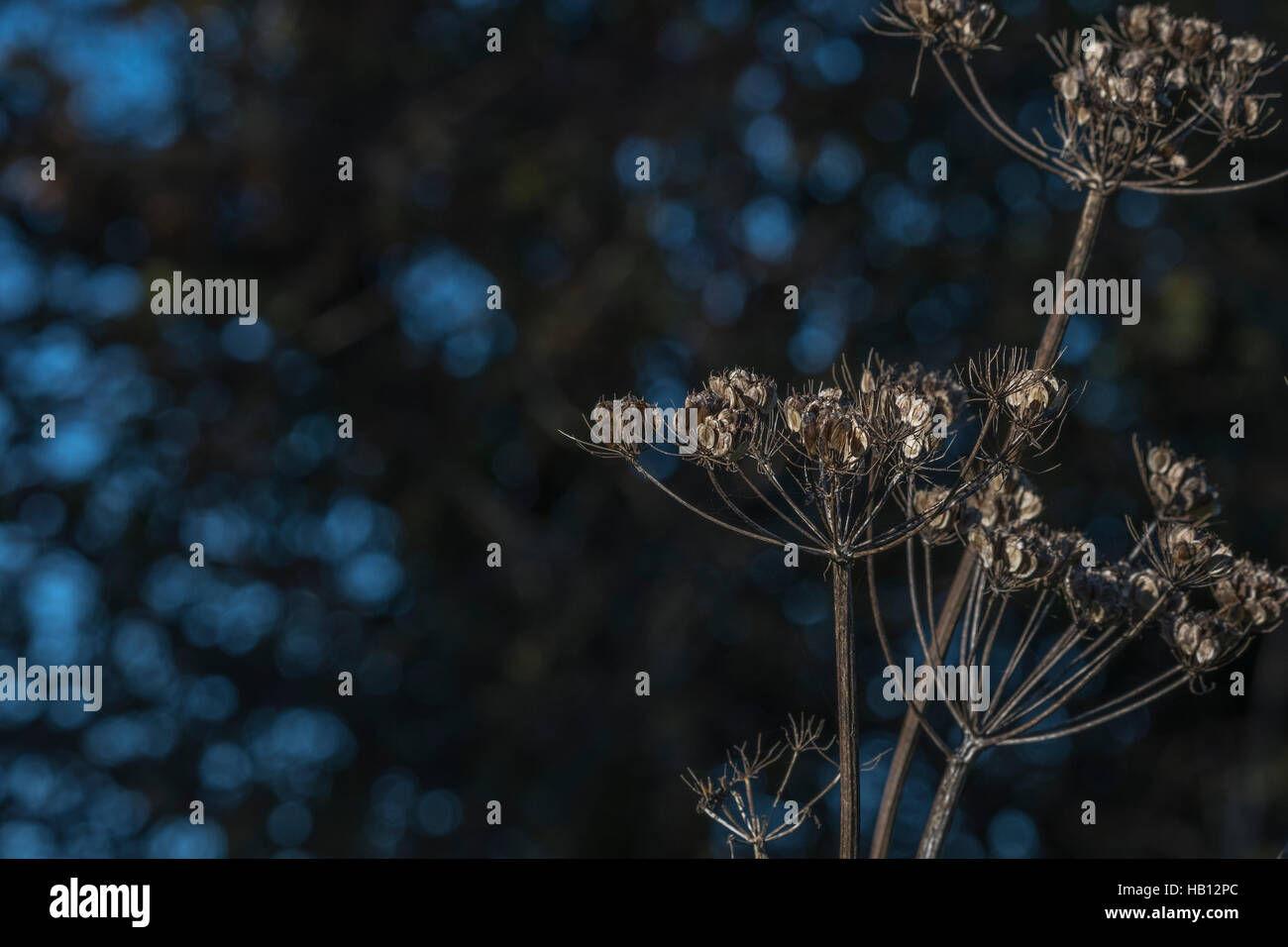 Seed heads of the umbellifer plant Hogweed  / Heracleum sphondylium in autumn time. Cow parsley family. Stock Photo