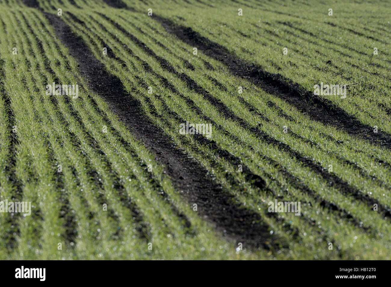Sprouting winter wheat, or other cereal crop. Possible GM concept. Metaphor for food security / growing food. Field crop pattern. Stock Photo