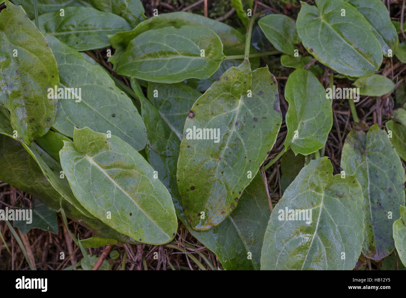 Common Sorrel / Rumex acetosa growing wild in a Cornish hedgerow. Foraging and dining on the wild concept. Stock Photo