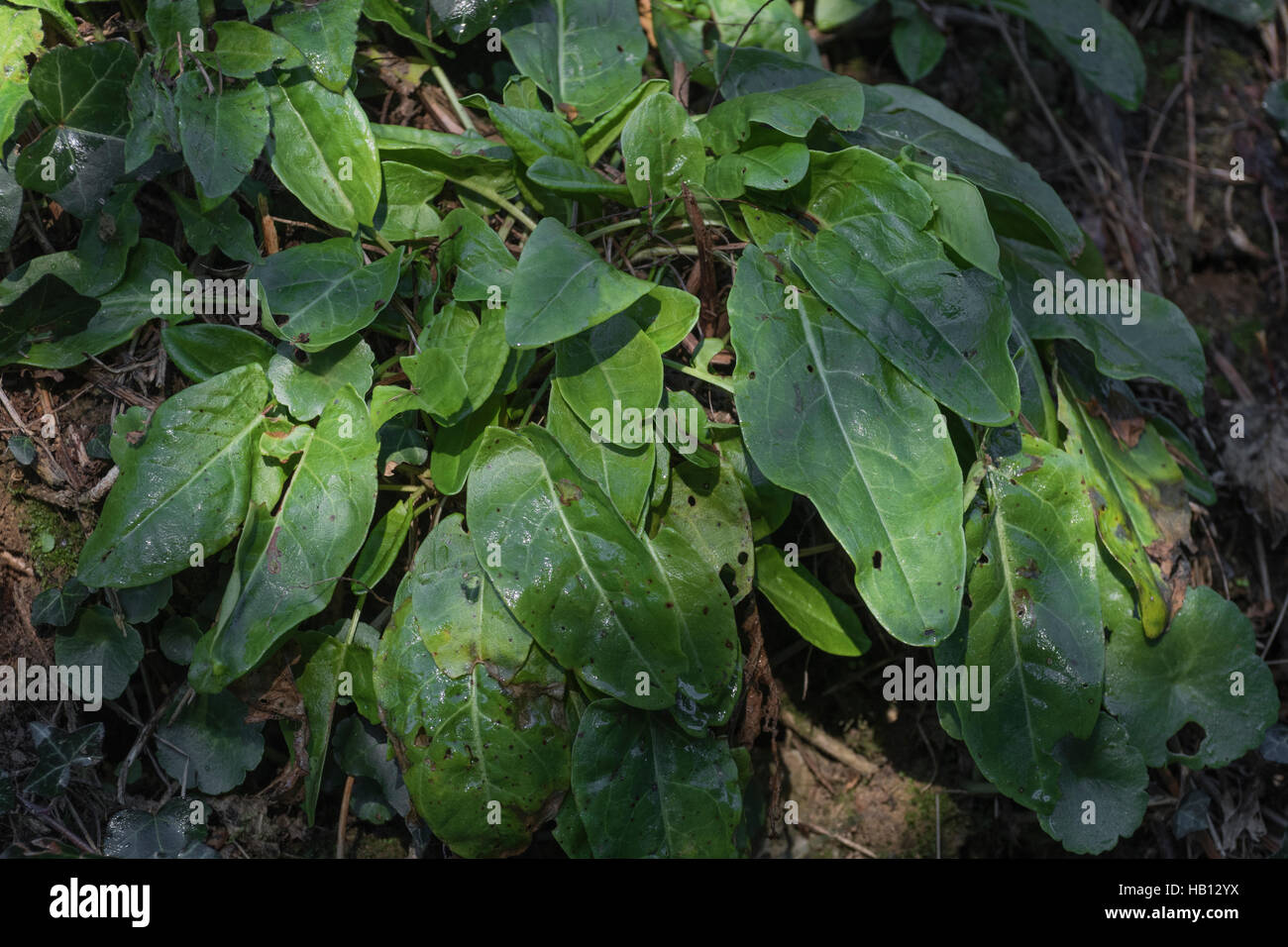 Common Sorrel / Rumex acetosa growing wild in a Cornish hedgerow. Foraging and dining on the wild concept. Stock Photo