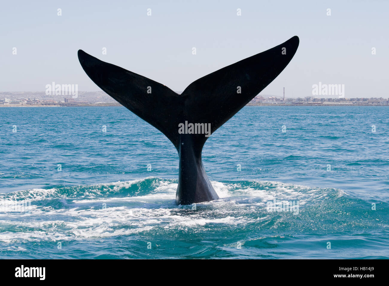 Southern right whale diving into water. Stock Photo