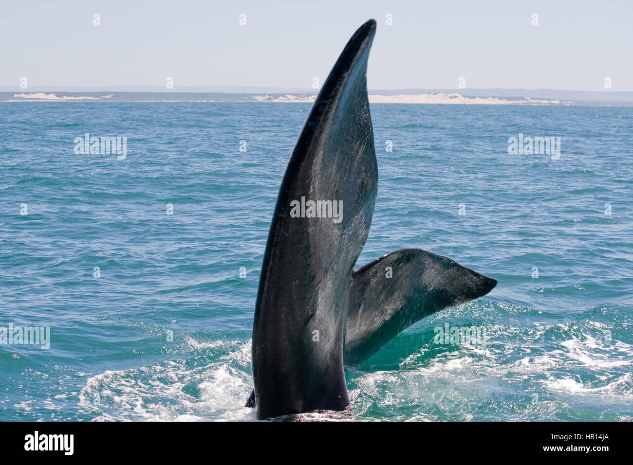 Large tail of a souther right whale Stock Photo - Alamy