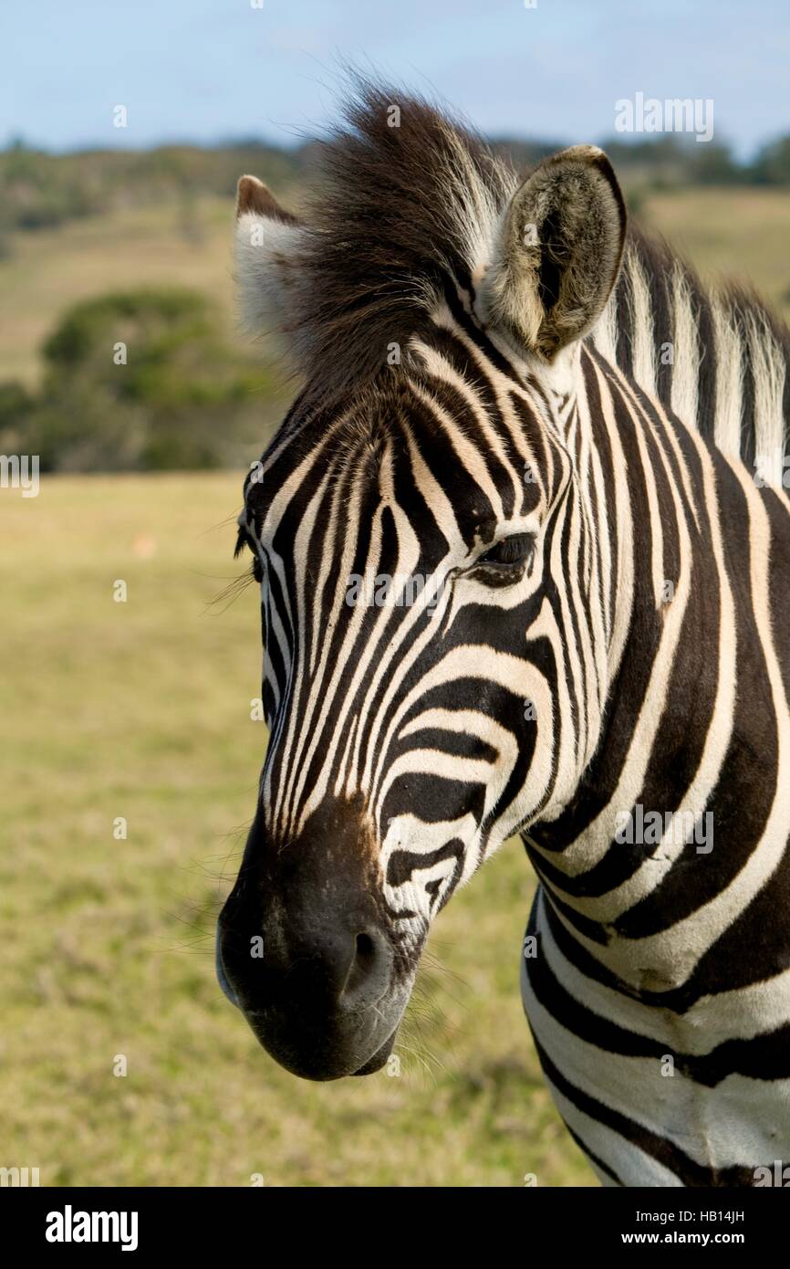 Zebra close up hi-res stock photography and images - Alamy