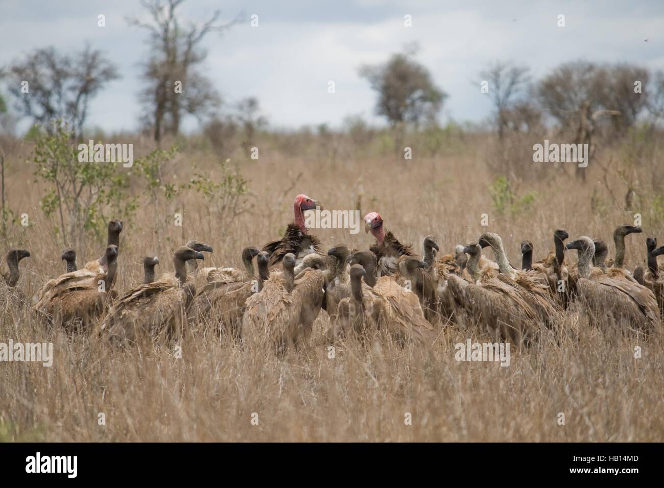 A group of vultures on the ground Stock Photo Alamy