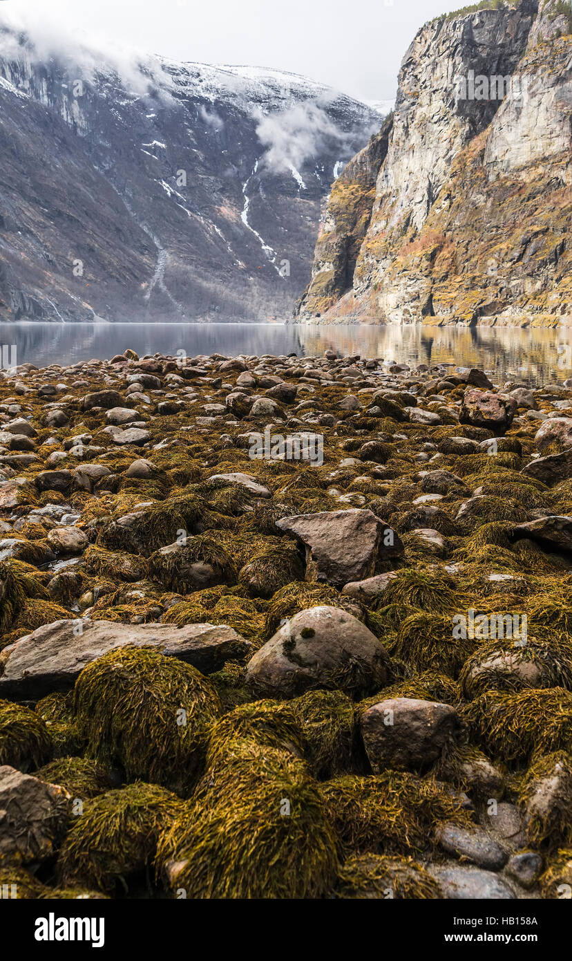 Rocky coast fjord and rocks with seaweed at low tide. Norway Stock Photo -  Alamy