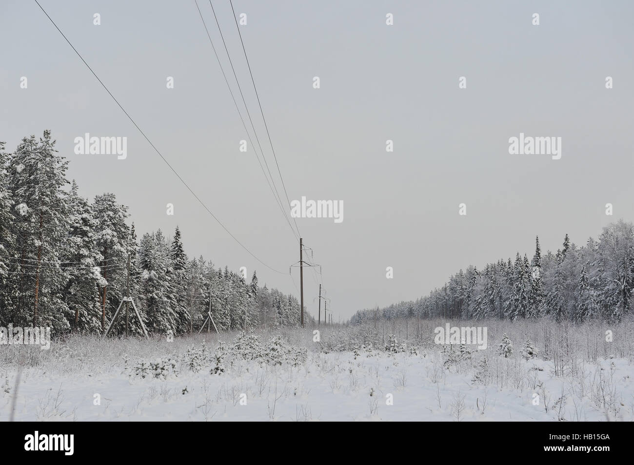 Power lines in the snowy frosty forest Stock Photo - Alamy