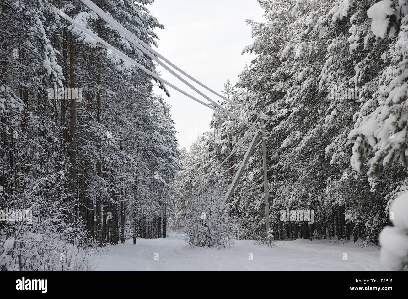 Power lines in the snowy frosty forest Stock Photo - Alamy
