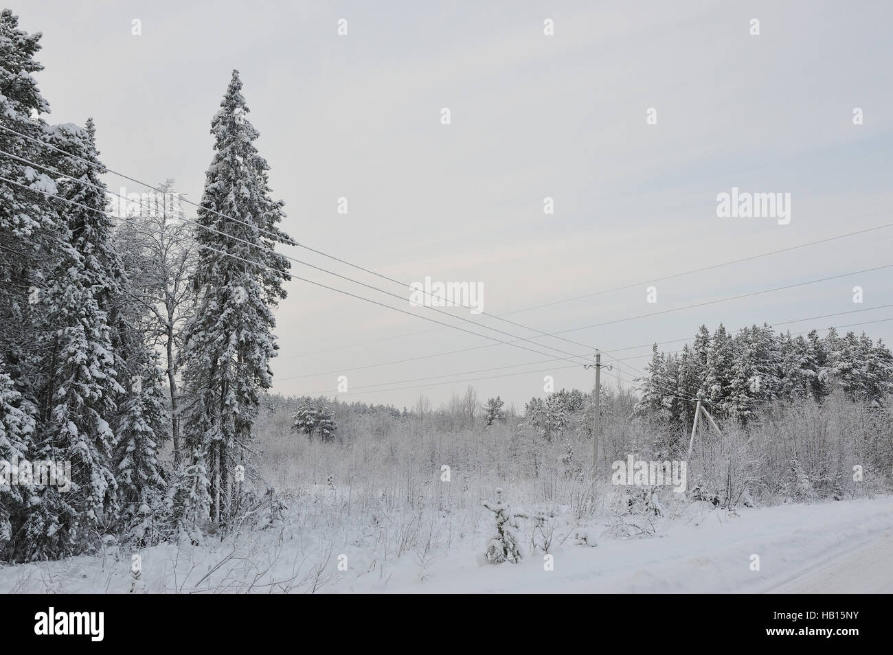 Power lines in the snowy frosty forest Stock Photo - Alamy