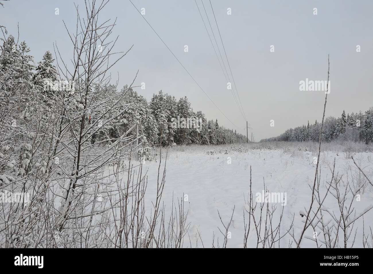 Power lines in the snowy frosty forest Stock Photo - Alamy