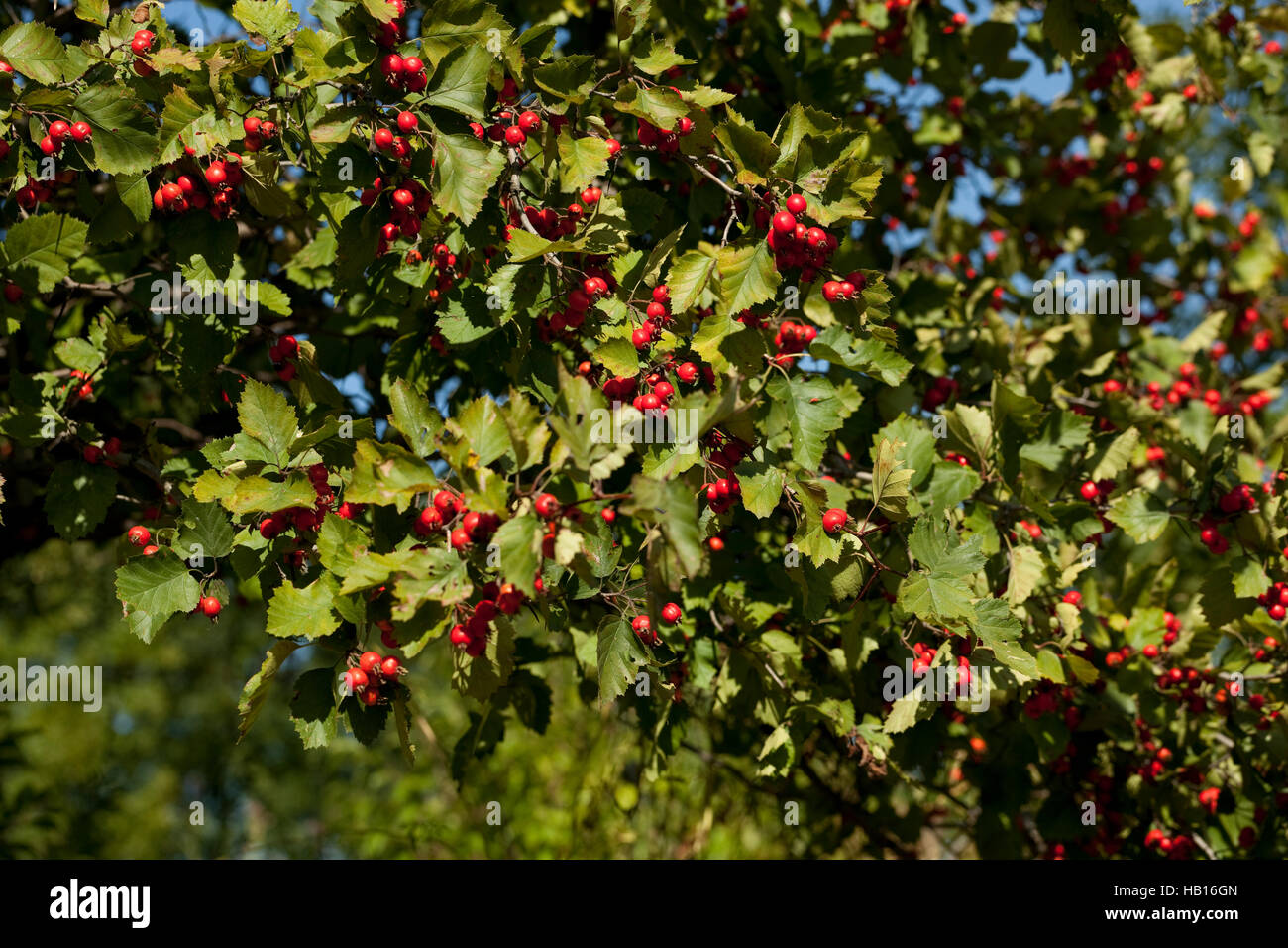 deciduous tree of hawthorn (Crataegus coccinea) bears fruit Stock Photo