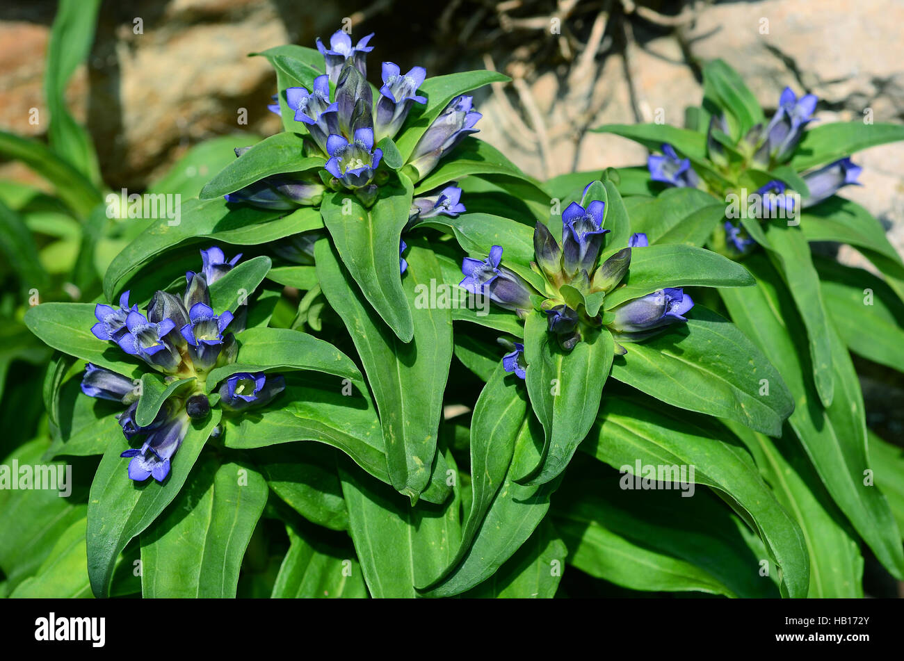 gentians; cross gentian; flower; blossom; Stock Photo