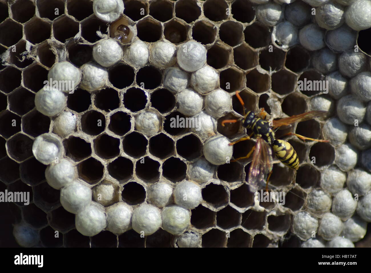 Yellow jacket wasp larva nest hires stock photography and images Alamy