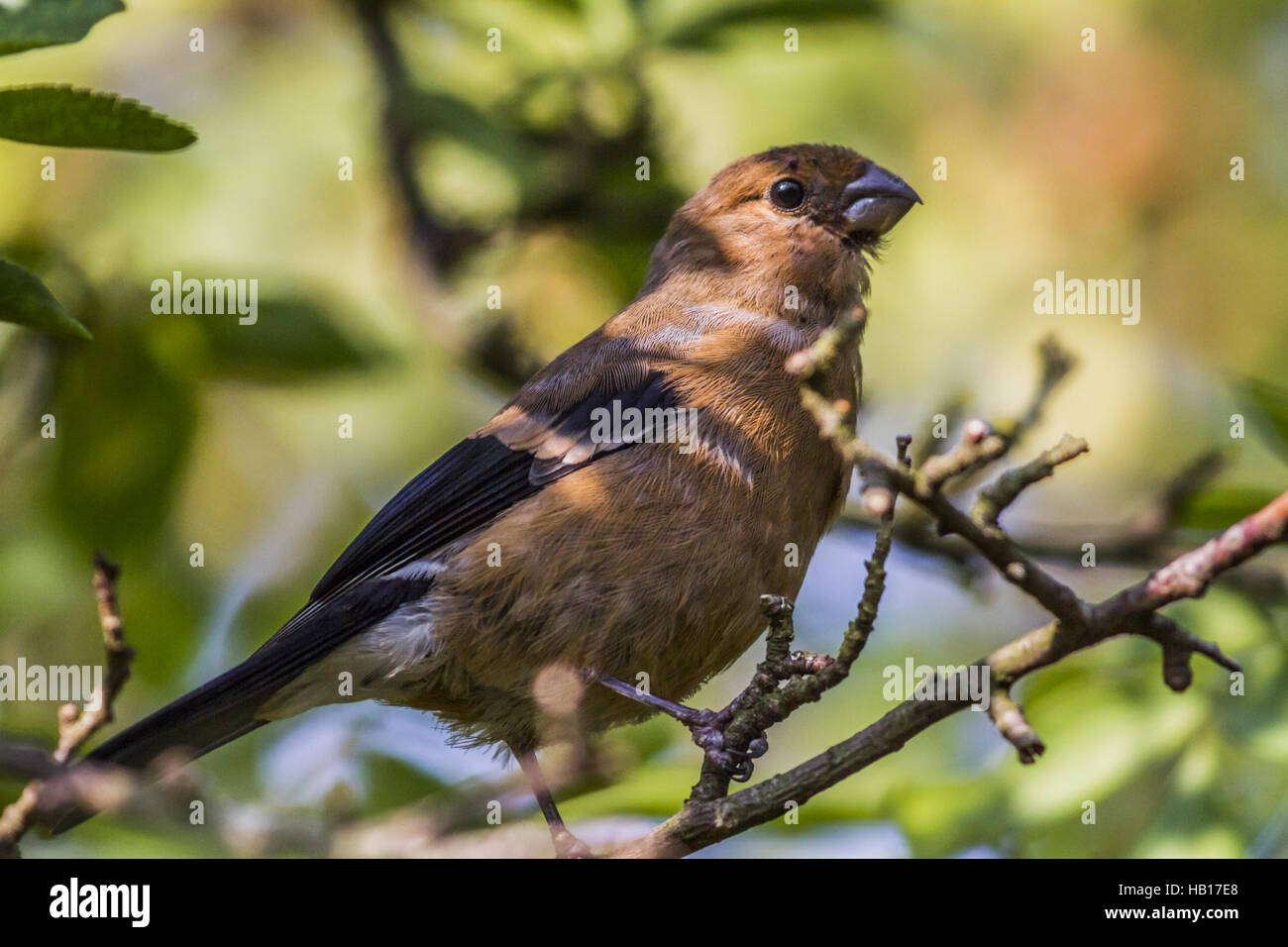 Bullfinch (Pyrrhula pyrrhula) Stock Photo