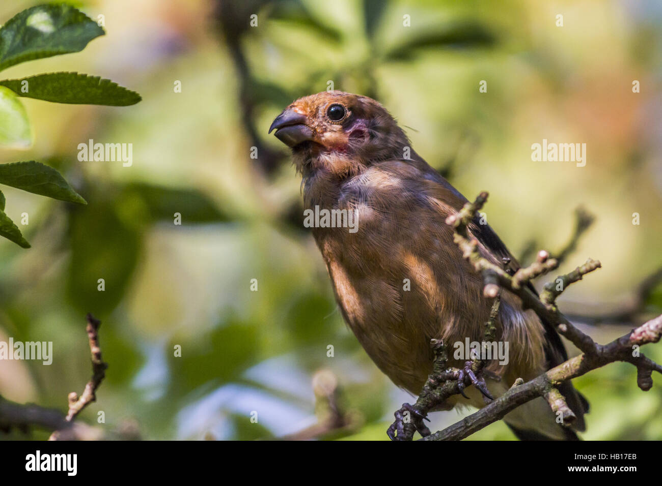 Bullfinch (Pyrrhula pyrrhula) Stock Photo