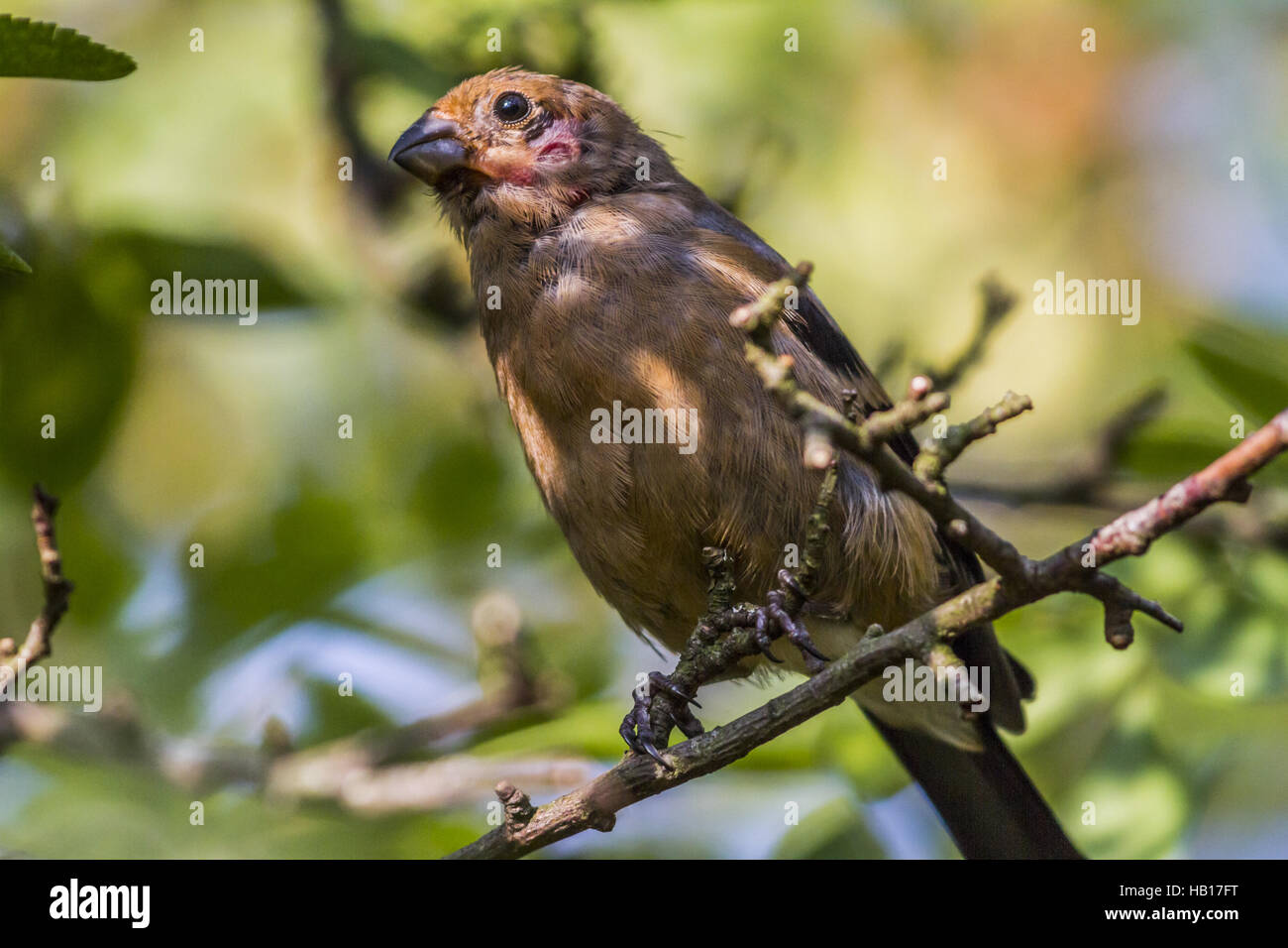 Bullfinch (Pyrrhula pyrrhula) Stock Photo