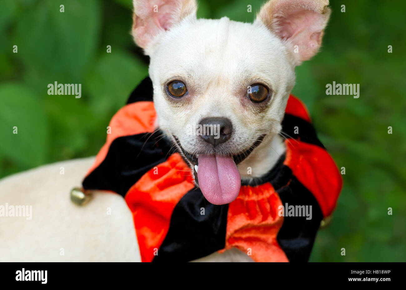 Dog funny is a cute excited dog with his tongue hanging out of his mouth and a great big smile on his face. Stock Photo