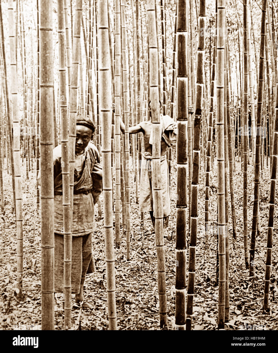 Bamboo Plantation, Peking, China in the early 1900s Stock Photo