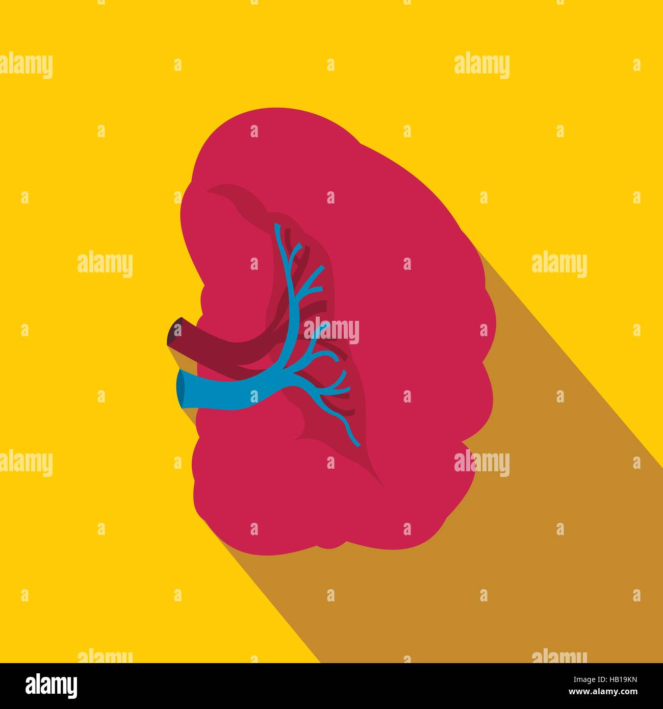 Spleen flat icon with shadow Stock Vector Image & Art Alamy