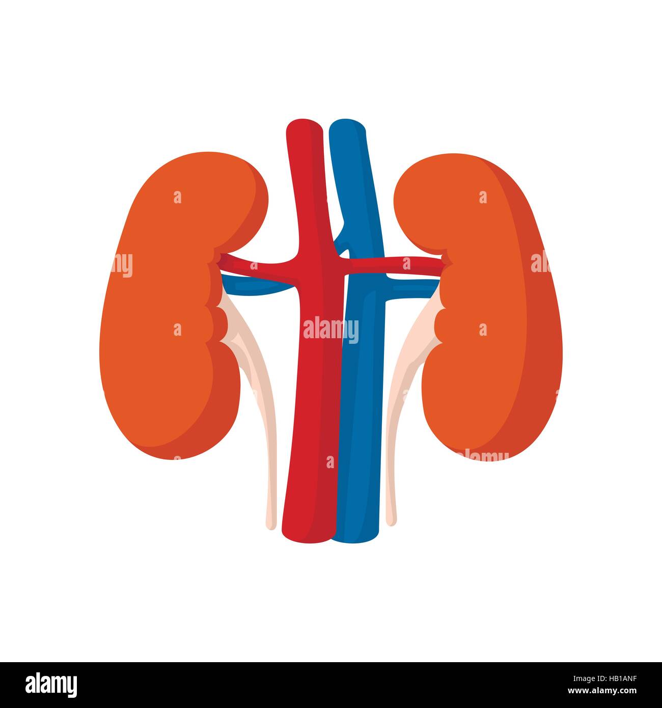 Human kidney cartoon icon Stock Vector Image & Art - Alamy