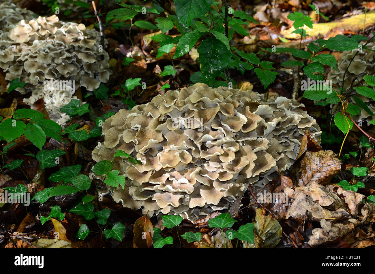 mushroom; fungus,  Polyporus umbellatus Stock Photo